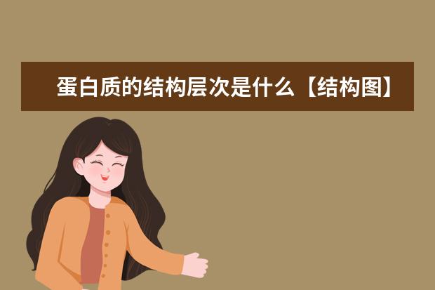 蛋白质的结构层次是什么【结构图】