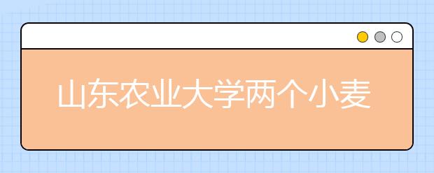 山东农业大学两个小麦新品种实现成果转化