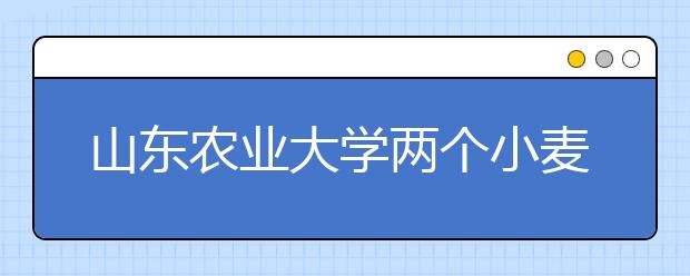 山东农业大学两个小麦新品种实现成果转化