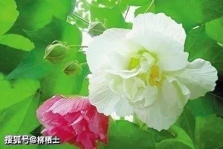 【高考备考】每天5道题，考试不丢分——理解性默写天天练 · 第201——310题